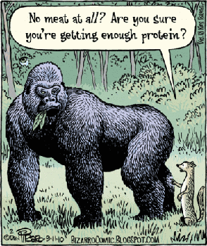 gorillaprotein