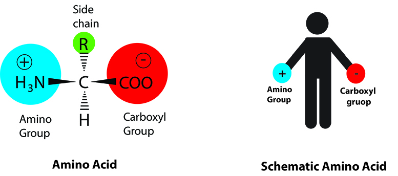 schematic amino
